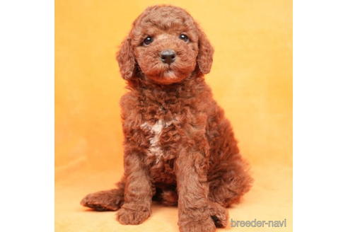 成約済の東京都のトイプードル-208869の1枚目